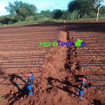 Drip irrigation Company In Kenya